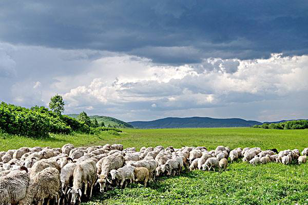 岳氏集團(tuán)考察內(nèi)蒙古興安盟烏蘭浩特有機(jī)農(nóng)產(chǎn)品、中草藥種植等相關(guān)產(chǎn)業(yè)情況